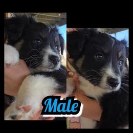 BOY-A - Black & white male Australian Shepherd puppy in Yakima, Washington from Luna's Australian Shepherd