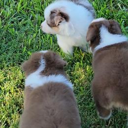 Miniature American Shepherd and Miniature Australian Shepherd Puppies from Cane Creek Aussies