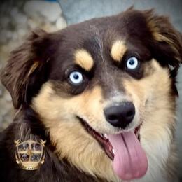 Dixie - Australian Shepherd