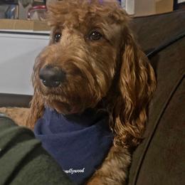 Sav - Goldendoodle