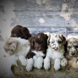 Aussiedoodle Puppies from North Ridge Doodles