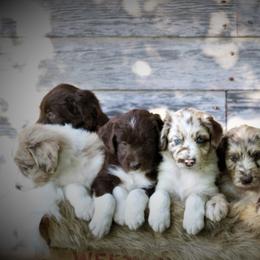 Aussiedoodle Puppies from North Ridge Doodles