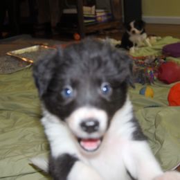 "Luna" Border Collie Puppies from Frozen Border Collies