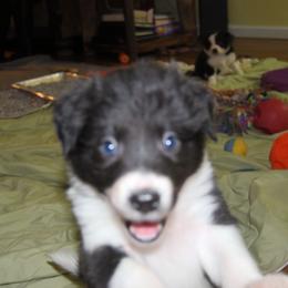 "Luna" Border Collie Puppies from Frozen Border Collies