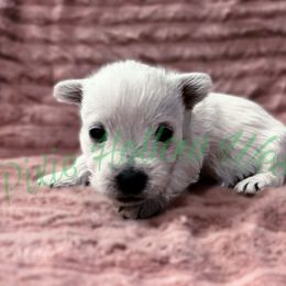 Green - White female West Highland White Terrier puppy in Cleveland Tx, Texas from Pixie Hollow Westies