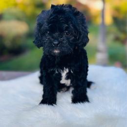 Jubilee - Black female Cavapoo puppy in Jackson, California from Oodles & Doodles