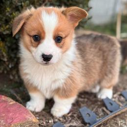 Louie - Red male Pembroke Welsh Corgi puppy in Beggs, Oklahoma from Blue Diamond Corgi’s