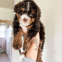 Cockapoo Puppies from Cockapoo puppies and co.