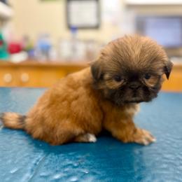Finch - Red male Shih Tzu puppy in Alice, Texas from Altas Palmas Shih Tzu