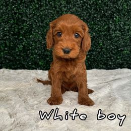 White boy - Red Australian Labradoodle puppy in Modesto, California from Two Doods Doodles