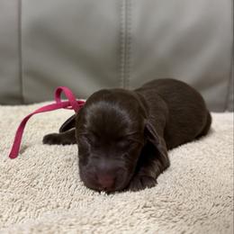 Cinnamon Toast - Chocolate female Labrador Retriever puppy in Dickson, Tennessee from Cane Creek Labradors