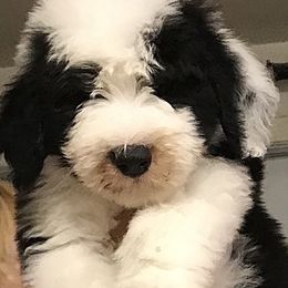 Old English Sheepdog Puppies from Bizzeeboots OES
