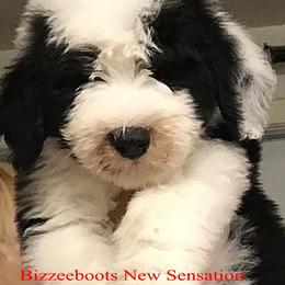 Old English Sheepdog Puppies from Bizzeeboots OES