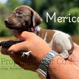 Merica - female German Shorthaired Pointer puppy in Six Mile, South Carolina from The Proper Pointer Co.