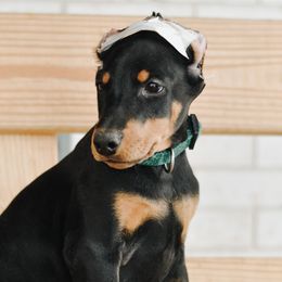 Marta - Green Collar - Black and rust Doberman Pinscher puppy in Mifflinburg, Pennsylvania from Centennial Acres Dobermans