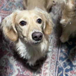 Grady - Dachshund