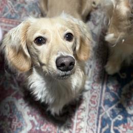 Grady - Dachshund