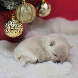 Romeo - Cream male Pomeranian puppy in Los Angeles, California from Pommies of LA