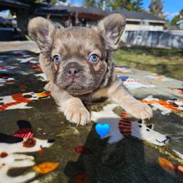 Rigby - Fawn brindle and white male French Bulldog puppy in Bend, Oregon from High Lakes Frenchies