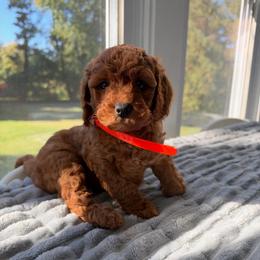 Bruno - Red  male Goldendoodle puppy in Frederick, Maryland from Honey Blossom Doodles
