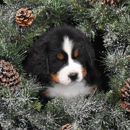 Bernese Mountain Dog Puppies from Brookwood Bernese Mountain Dogs