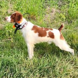 Brittany puppies from Township Line Dachshunds & Brittanys
