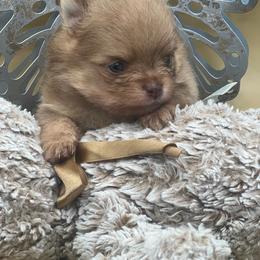 Pee wee - Chocolate merle male Pomeranian puppy in Brentwood, California from Royalpawpoms