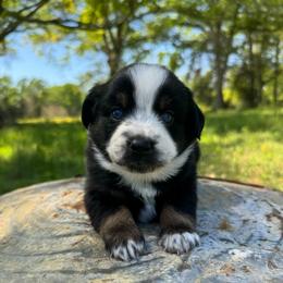 Yoorella - Black tri-color female Australian Shepherd puppy in Newton, Mississippi from Bright Star Aussies
