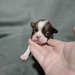 Mario - Seal and white male Boston Terrier puppy in Catawba, North Carolina from Lil Wiggles Boston Terriers