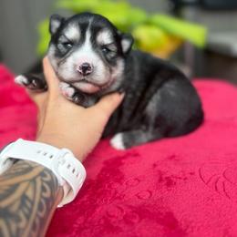 Snickers - Wolf sable male Pomsky puppy in Coos Bay, Oregon from Ocean View Pomskies