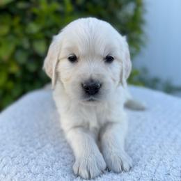 Black Collar Boy - Light golden male Golden Retriever puppy in Utah from Deseret Peak Goldens