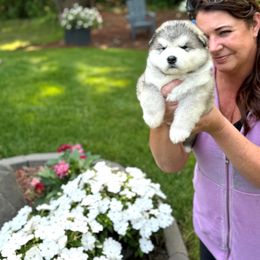 Boy 1 - Gray and white male Alaskan Malamute puppy in Ramsey, Minnesota from Windchaser Kennels