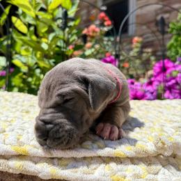 Pink collar - Blue female Great Dane puppy in Corsica, Pennsylvania from Ferguson Family Danes LLC