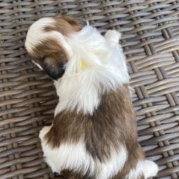 Shih Tzu Puppies from Willow Lane Shih Tzus