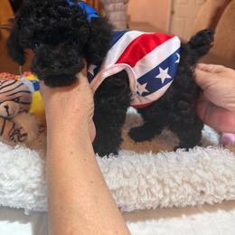 Dynamite - Black male Poodle puppy in Bakersfield, California from Mary Gorgeous Poodles