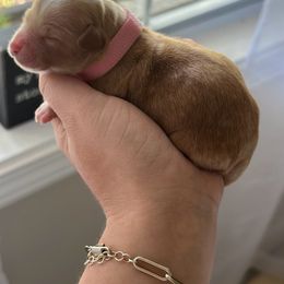 Cockapoo and Cocker Spaniel Puppies from Rome & Reign Farm