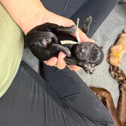 Ian Gray Collar - Black male Labrador Retriever puppy in Elloree, South Carolina from Moonlight Kennels LLC