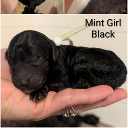 Mint Girl - black - Black female Whoodle puppy in Kalispell, Montana from Countryman Whoodles