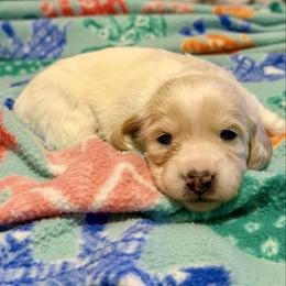 Boy 2 - Dapple male Dachshund puppy in Jacksonville, Florida from Little Lords & Ladies Dachshunds