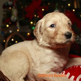 Goldendoodle Puppies from Gallimore Doodles
