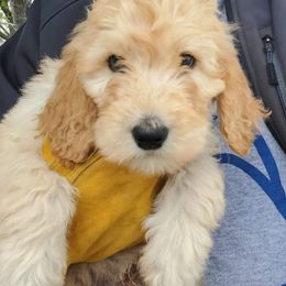 Labradoodle Puppies from Silver Acorn Doodles
