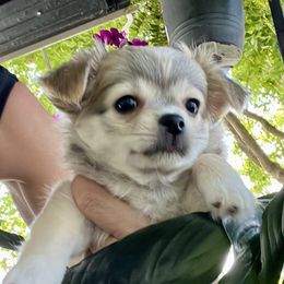 Marigold - Cream and white female Chihuahua puppy in Omaha, Nebraska from Tiny Nation Chihuahuas