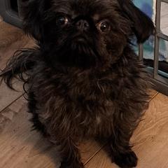 Brussels Griffon Puppies from Brussels and Broodle's and Shiffon's oh my