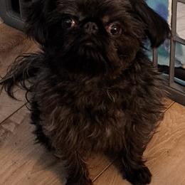 Brussels Griffon Puppies from Brussels and Broodle's and Shiffon's oh my