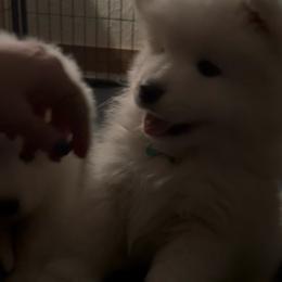Chex - White male Samoyed puppy in Atkinson, Nebraska from Sandhills Samoyeds
