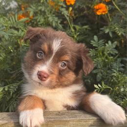 Zinfandel - Red tri male Miniature Australian Shepherd puppy in Massapequa, New York from All That Auss Mini Aussies