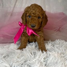 Goldendoodle, Maltipoo, and Poodle Puppies from Winchester Hills Poodles and Doodles