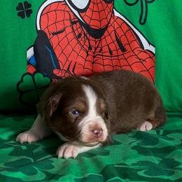 Daredevil - Red tri-color male Miniature American Shepherd puppy in Thomasville, North Carolina from TaraFox Miniature American Shepherds