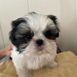 Leo - Tricolor male Shih Tzu puppy in Spring, Texas from Precious Tzu Crew