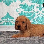 Basset Fauve de Bretagne and Miniature American Shepherd Puppies from 4 Clovers Kennel